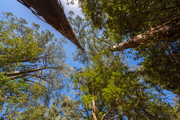 Looking up at towering eucalyptus trees in a lush forest near Melbourne, Victoria, Australia. The image captures the height and majesty of the native Australian landscape on a clear blue-sky day