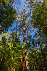 Fototapeta premium Looking up at towering eucalyptus trees in a lush forest near Melbourne, Victoria, Australia. The image captures the height and majesty of the native Australian landscape on a clear blue-sky day