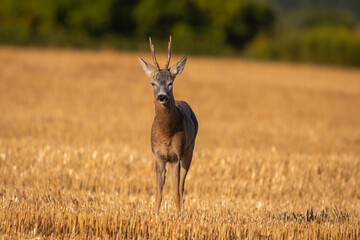 Roe deer buck exhausted from rutting season walking towards camera