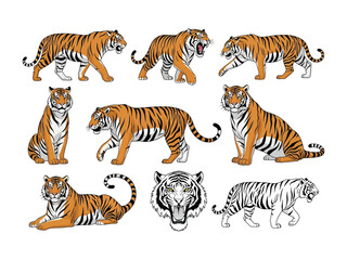 Tiger Pose Variety: A dynamic collection of illustrated tigers in various poses, capturing the power, grace, and striking beauty of this majestic big cat. 