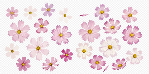 Fototapeta premium A set of delicate cosmos flowers in shades of pink, purple, and white, isolated on a transparent background.