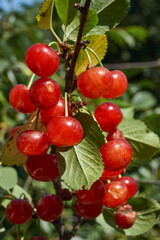 Cherry fruits on a background of green leaves. The cherry is ripening in the garden.