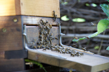 Honeybees gather at hive entrance on wooden landing board in summer garden, illustrating pollination, colony activity, and sustainable beekeeping in natural habitat