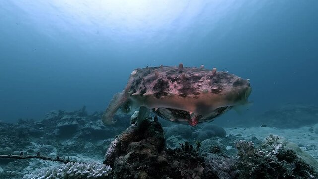 A cuttlefish &ndash; Sepia officinalis &ndash; hovers above the reef and raises papillae along its back as the camera nears, showing a defensive response. Filmed near Siargao, Pacific coast of the Philippines. 
