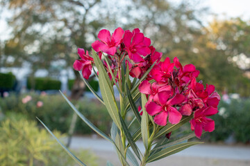 Cluster of red oleander flowers in full bloom at Guadalajara's Normalistas Avenue Linear Park
