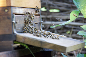 Honeybees gather at hive entrance on wooden landing board in summer garden, illustrating...