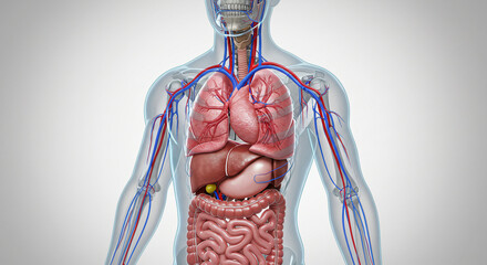 Anatomical illustration of the human body showcasing internal organs and circulatory system