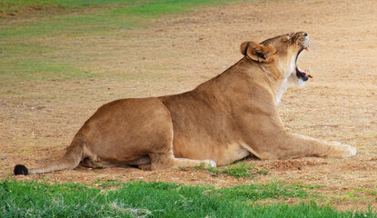  Lioness (Panthera leo) yawning on sandy and grassy ground, Lioness sitting on a mix of sand and grass with mouth wide open in a yawn, appearing as if roaring, perfect for wildlife.