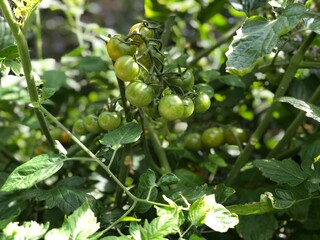 Tomatoes Growing on the Vine in an Urban Community Garden, South Vancouver