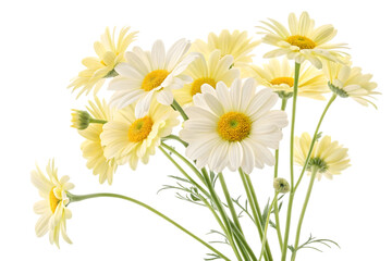 Beautiful daisy and camomile flowers bouquet isolated on transparent background in close up view. Flower PNG.