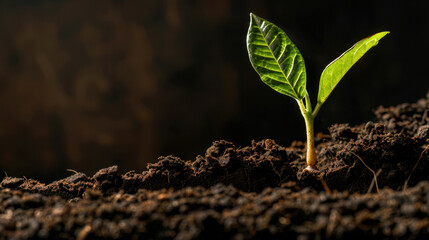 Small green plant emerges from rich, dark soil, symbolizing growth and renewal. vibrant leaves contrast beautifully with earthy background, evoking sense of hope and vitality