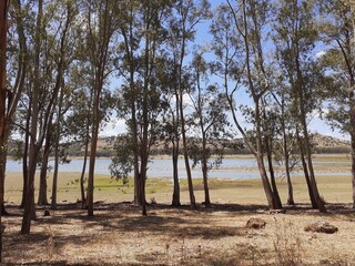 Il boschetto di eucalipti attorno al lago di pozzillo.