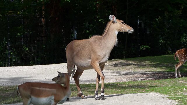 The nilgai or blue cow. Boselaphus tragocamelus is the largest Asian antelope and is endemic to the Indian subcontinent.