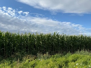 corn field and blue sky