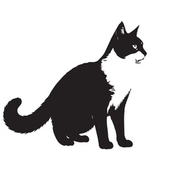 Colorpoint Shorthair cat full image in silhouette