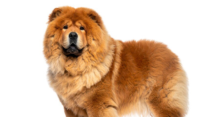 realistic chow chow dog cutout PNG editing element