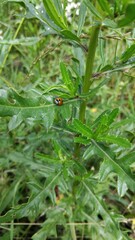 ladybird on a green leaf