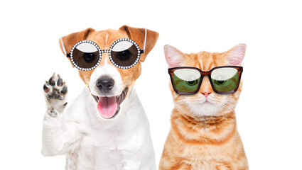 Portrait of a Jack Russell Terrier dog, waving his paw and cute Scottish Straight kitten, wearing sunglasses, isolated on a white background