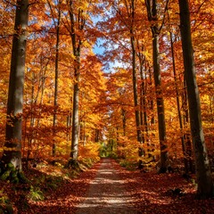Obraz premium Autumnal forest path