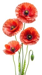 Obraz premium Elegant arrangement of poppy flowers in shades of red and orange on white