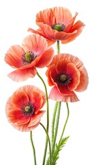 Obraz premium Beautiful close up of coral red poppy flowers with detailed stems isolated