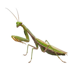 praying mantis .,PNG
