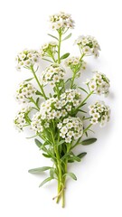 Fototapeta premium Elegant bunch of white Alyssum flowers with bright yellow centers on white backdrop