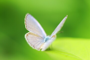 white butterfly on a flower