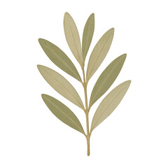 PNG Elegant olive branch illustration