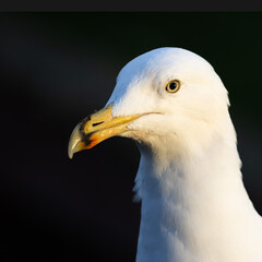 Herring Gull Portrait 
