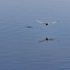 Common Tern catching fish