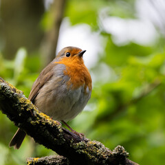 robin on a branch