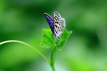 blue butterfly on green leaf