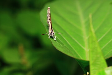 butterfly on leaf