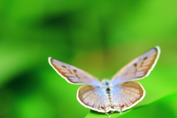 butterfly on leaf