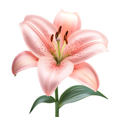 Naklejka premium Single pink lily symbolizing beauty and strength, isolated on white background, PNG flower for Women?s Day designs