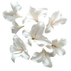 Fototapeta premium Spread of soft white lilies, isolated on white, detailed petal textures, clean floral PNG mockup