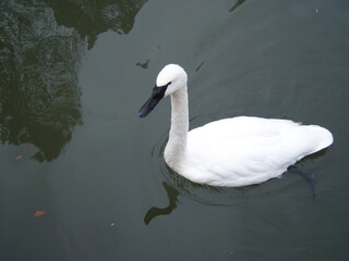swan on the lake