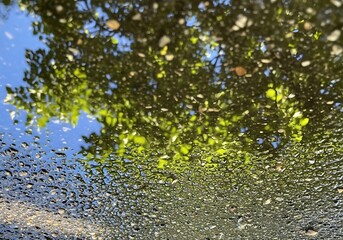 Naklejka premium Reflection of a vibrant green tree and blue sky in a rain puddle creating an abstract natural scene