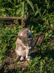 Gray and white cat grooming itself in a sunlit garden
