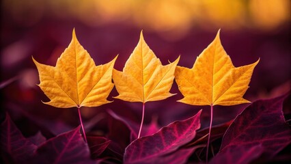 Three vibrant golden yellow maple leaves stand upright against a blurred background of deep purple and red autumn foliage