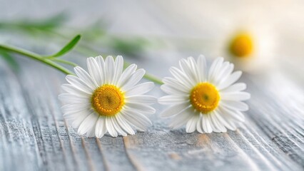 Obraz premium Two delicate white daisies with yellow centers rest on weathered wooden planks with soft blurred background light