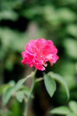 pink flowers and green leaves