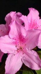 Naklejka premium Close-up of delicate pink azalea blossoms