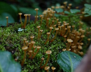mushrooms on a tree