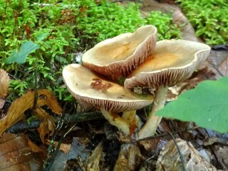 mushroom in the forest