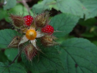wild strawberry
