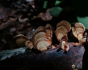 turkey tail