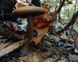 Naklejka premium Mushroom