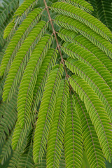 Close-up of green fern-like leaves in natural light